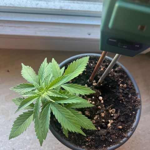 4. Dwarf growlog timeline photo