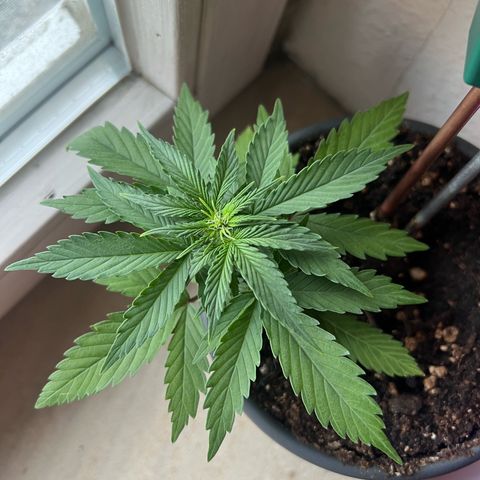 4. Dwarf growlog timeline photo