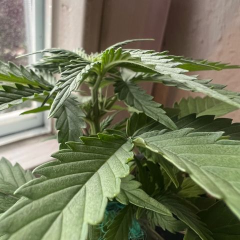 4. Dwarf growlog timeline photo