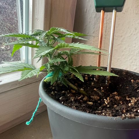 4. Dwarf growlog timeline photo