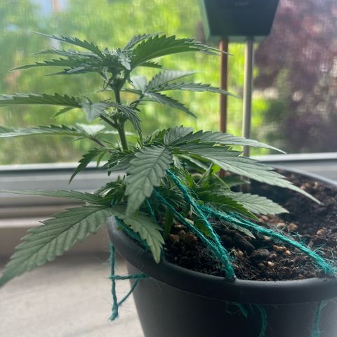 4. Dwarf growlog timeline photo