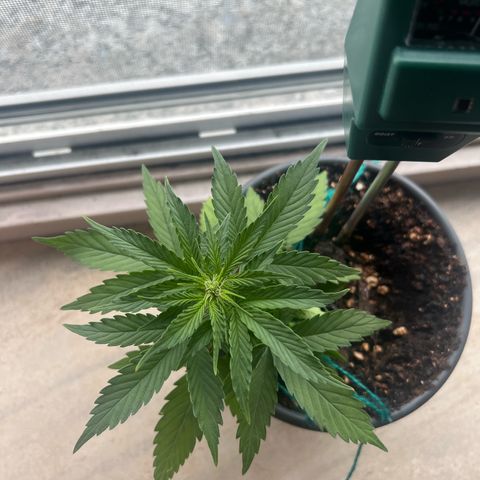 4. Dwarf growlog timeline photo