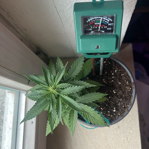 4. Dwarf growlog timeline photo