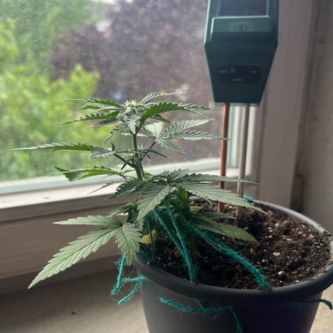4. Dwarf growlog timeline photo