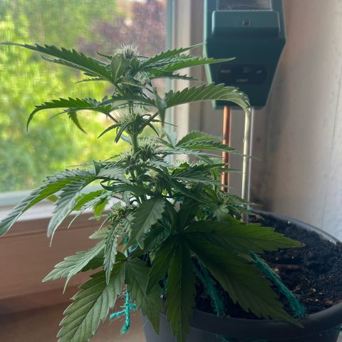 4. Dwarf growlog timeline photo