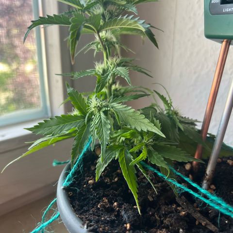 4. Dwarf growlog timeline photo