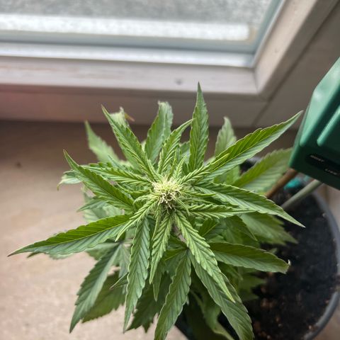 4. Dwarf growlog timeline photo