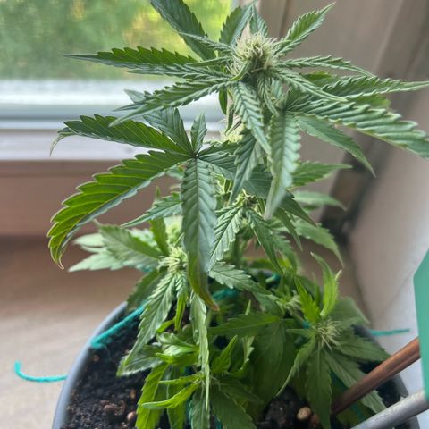 4. Dwarf growlog timeline photo