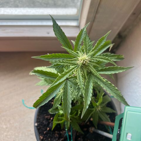 4. Dwarf growlog timeline photo