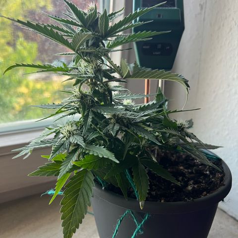 4. Dwarf growlog timeline photo