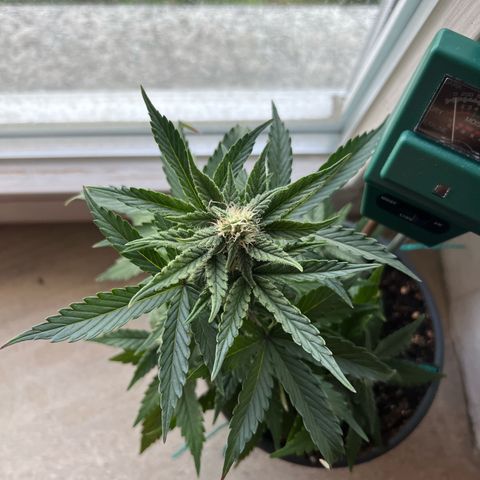 4. Dwarf growlog timeline photo