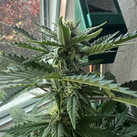 4. Dwarf growlog timeline photo