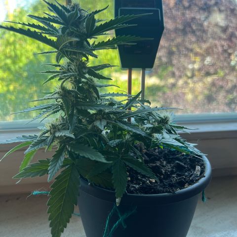 4. Dwarf growlog timeline photo