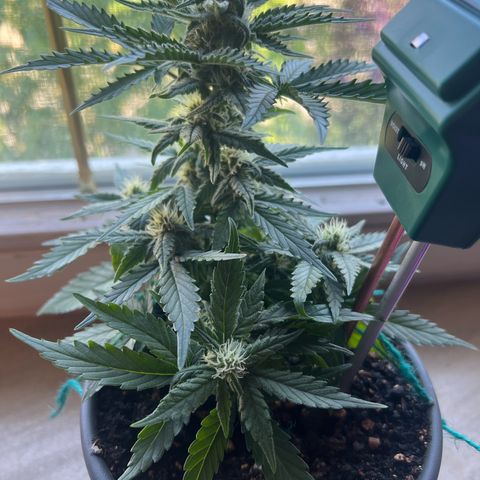 4. Dwarf growlog timeline photo