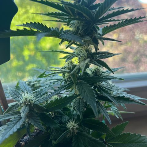 4. Dwarf growlog timeline photo