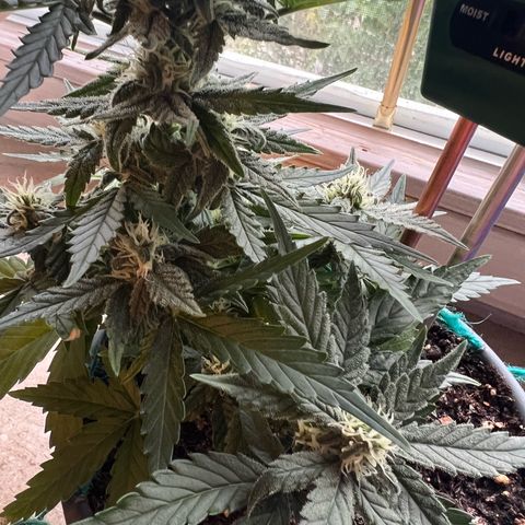 4. Dwarf growlog timeline photo