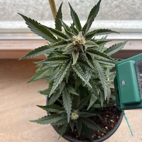 4. Dwarf growlog timeline photo
