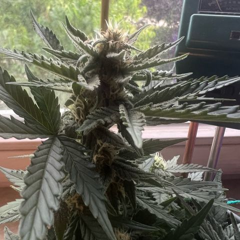 4. Dwarf growlog timeline photo