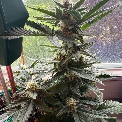 4. Dwarf growlog timeline photo