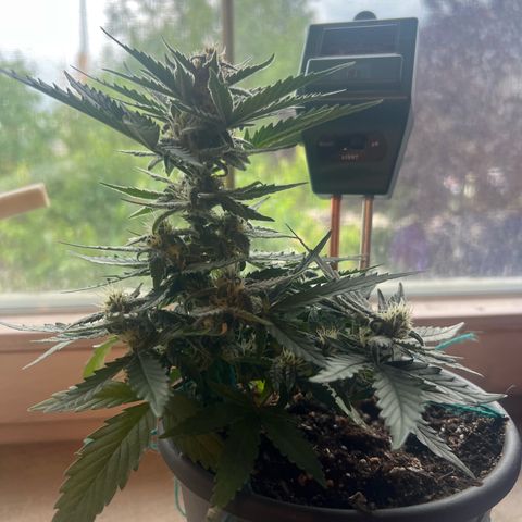 4. Dwarf growlog timeline photo