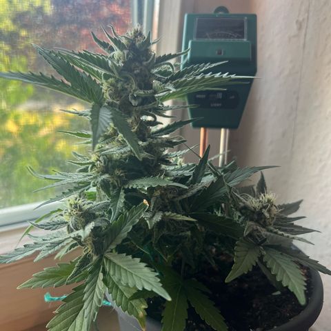 4. Dwarf growlog timeline photo