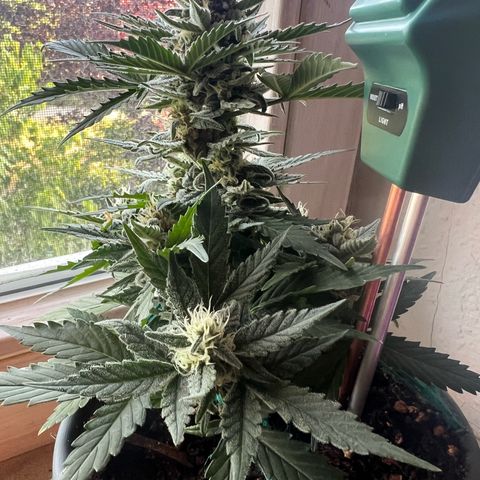 4. Dwarf growlog timeline photo