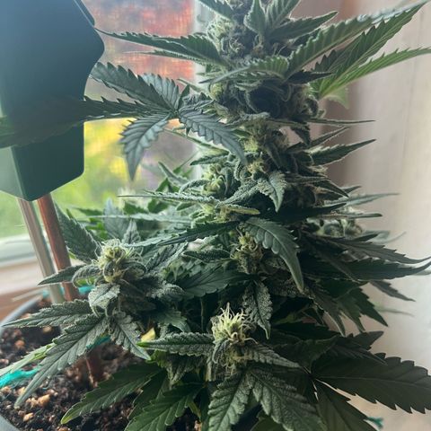 4. Dwarf growlog timeline photo