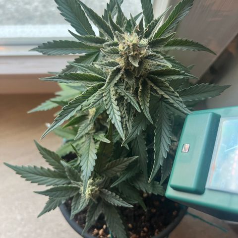 4. Dwarf growlog timeline photo