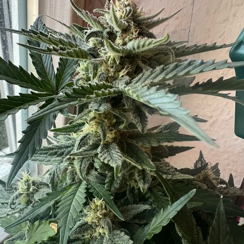 4. Dwarf growlog timeline photo