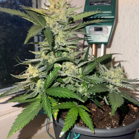 4. Dwarf growlog timeline photo