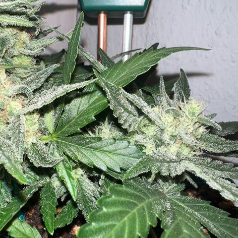 4. Dwarf growlog timeline photo