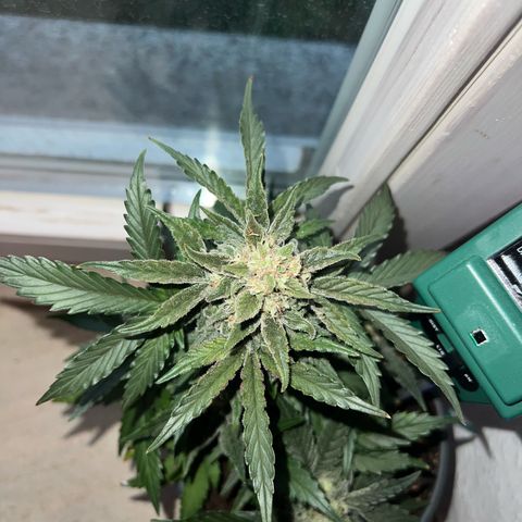 4. Dwarf growlog timeline photo