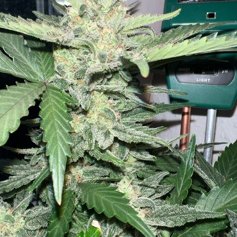 4. Dwarf growlog timeline photo