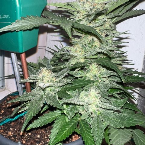 4. Dwarf growlog timeline photo