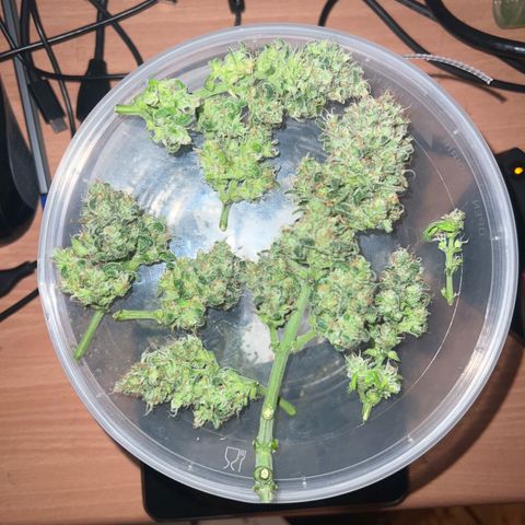 4. Dwarf growlog timeline photo