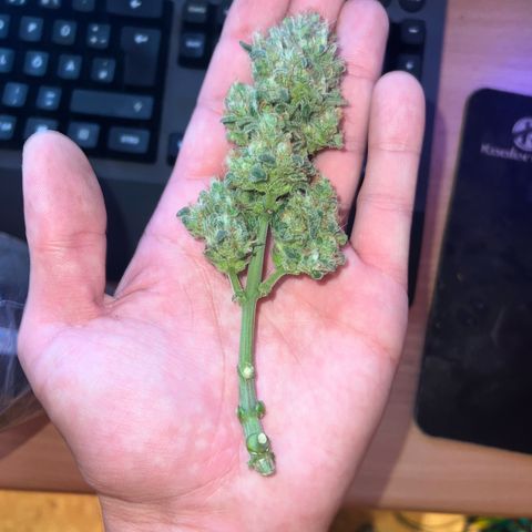 4. Dwarf growlog timeline photo