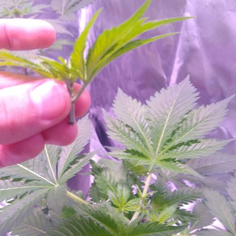 S/N growlog photo: Día de poda