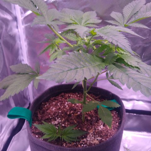 S/N growlog photo: Día de poda