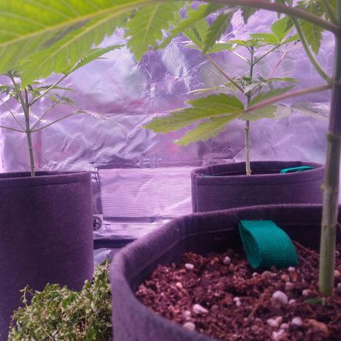 S/N growlog photo: Poda inferior del tallo