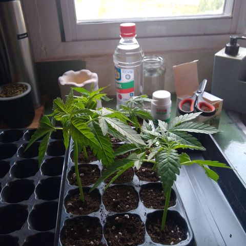 S/N growlog photo: Esquejes. No voy a hacer seguimiento de estos porque es un experimento. Hormona de crecimiento: fertifox.