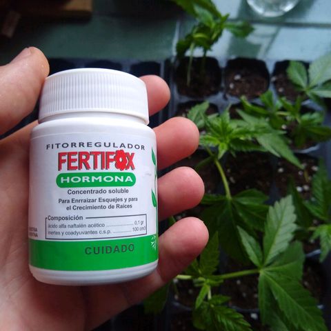 S/N growlog photo: Esquejes. No voy a hacer seguimiento de estos porque es un experimento. Hormona de crecimiento: fertifox.