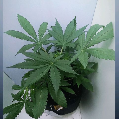 Cream Mandarine Auto growlog photo: Va creciendo, aproximadamente 23 Cm de alto con una poda apical.
