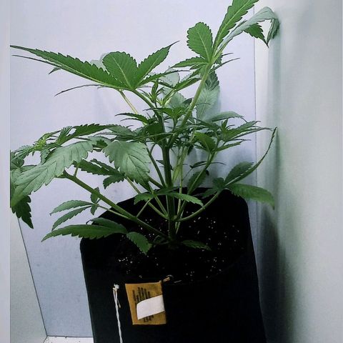 Cream Mandarine Auto growlog photo: Va creciendo, aproximadamente 23 Cm de alto con una poda apical.
