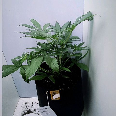 Cream Mandarine Auto growlog photo: Va creciendo, aproximadamente 23 Cm de alto con una poda apical.