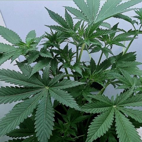 Cream Mandarine Auto growlog photo: Falta poco para la entrada en floracion. Unos 36 cm de largo tiene.