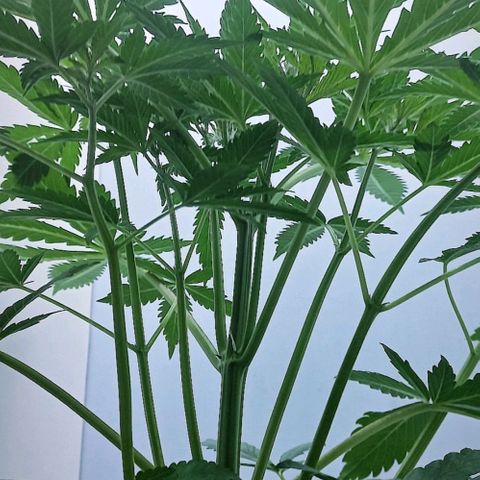 Cream Mandarine Auto growlog photo: Falta poco para la entrada en floracion. Unos 36 cm de largo tiene.