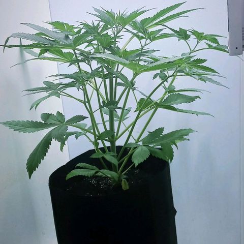 Cream Mandarine Auto growlog photo: Falta poco para la entrada en floracion. Unos 36 cm de largo tiene.