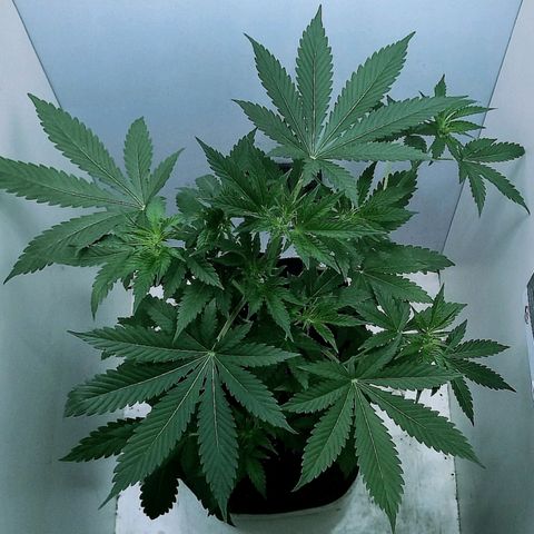 Cream Mandarine Auto growlog photo: Falta poco para la entrada en floracion. Unos 36 cm de largo tiene.