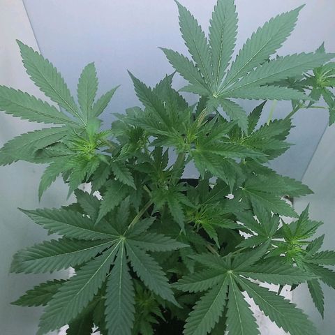 Cream Mandarine Auto growlog photo: Falta poco para la entrada en floracion. Unos 36 cm de largo tiene.