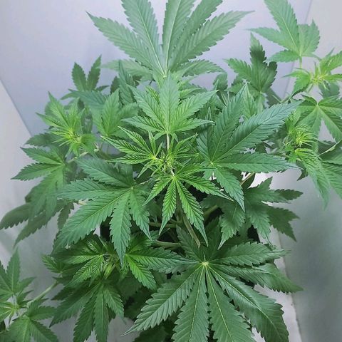 Cream Mandarine Auto growlog photo: 43CM de largo, ya esta comenzando la etapa de floracion.